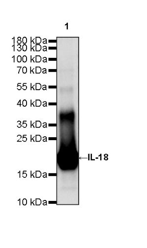 Invivo anti-Mouse IL-18 Recombinant mAb