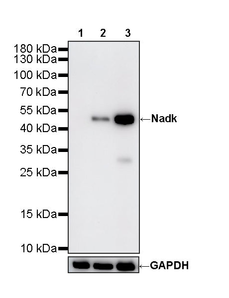 Nadk Recombinant Rabbit mAb (S-4113-65)