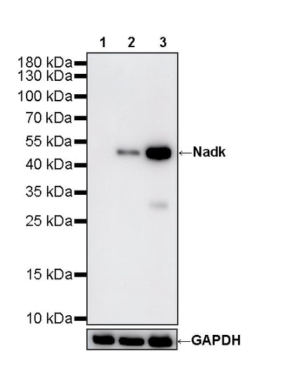 Nadk Recombinant Rabbit mAb (S-4113-65)