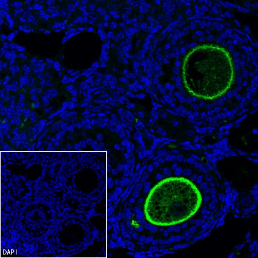 ZP3 Recombinant Rabbit mAb ,PBS Only(SDT-2201-35)