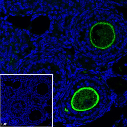 ZP3 Recombinant Rabbit mAb ,PBS Only(SDT-2201-35)