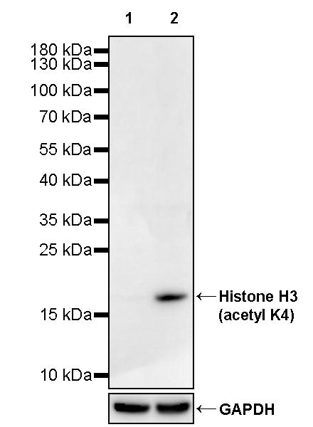 Histone H3 (acetyl K4) Recombinant Rabbit mAb (S-4365)