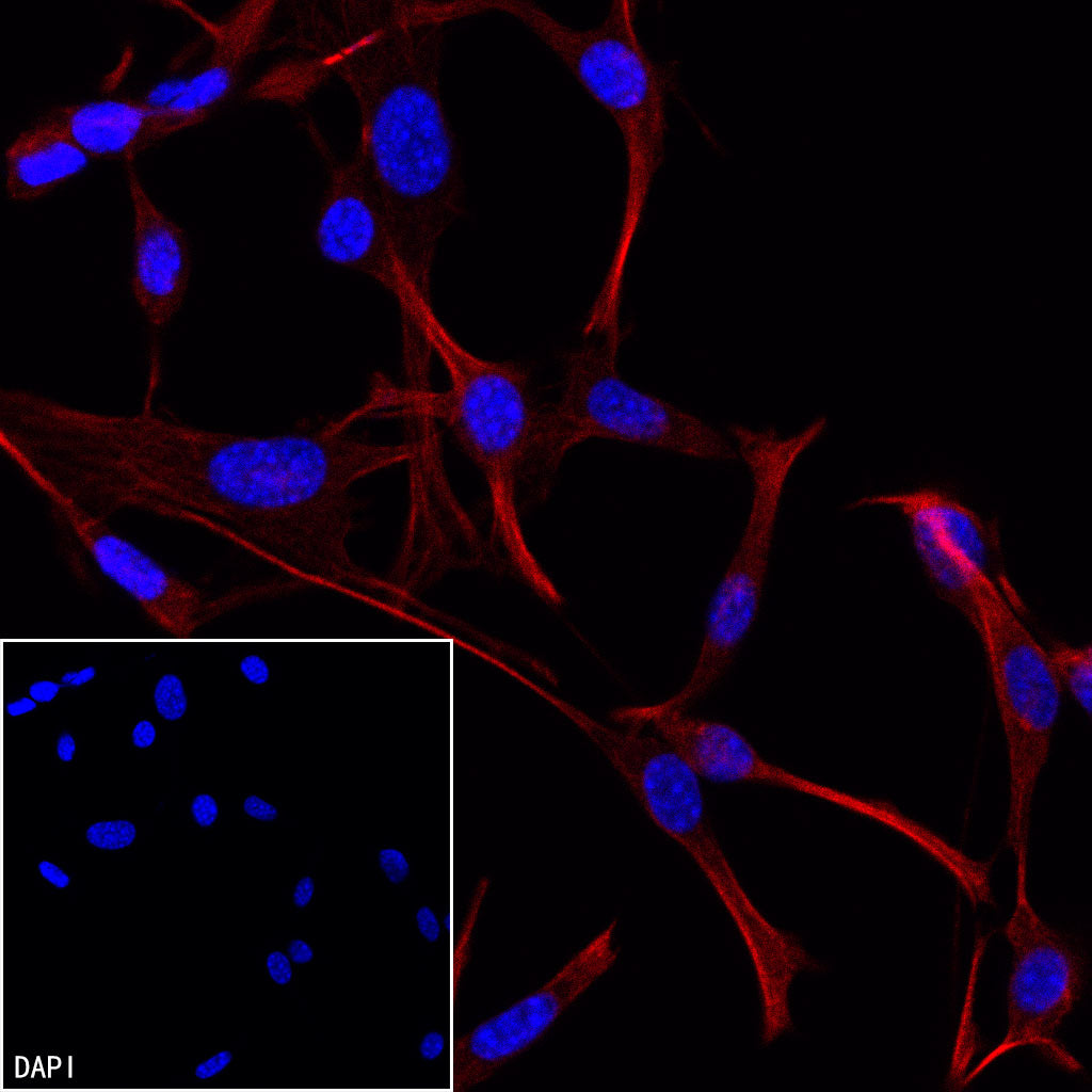 Goat anti-Mouse IgG(H+L) (TRITC Conjugate)