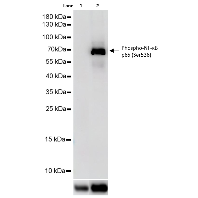 Product image media