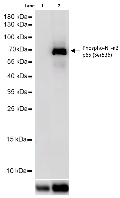 TNF-α Protein, Human