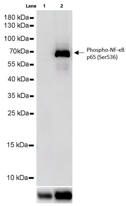 TNF-α Protein, Human