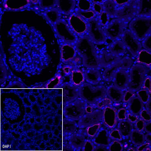 Goat Anti-Mouse IgG (H+L), F(ab')2 Fragment (Alexa Fluor® 647 Conjugate)