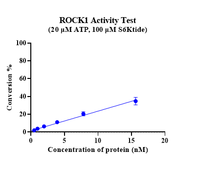 ROCK1 Protein