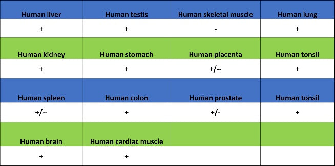 SDHA Recombinant Rabbit mAb (S-1458-43)