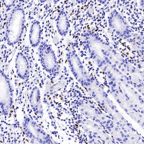 S-RMab® PU.1 Recombinant Rabbit mAb (SDT-R236)