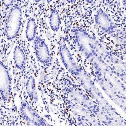 S-RMab® PU.1 Recombinant Rabbit mAb (SDT-R236)