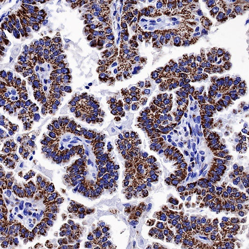 AIF Recombinant Rabbit mAb (S-948-54)