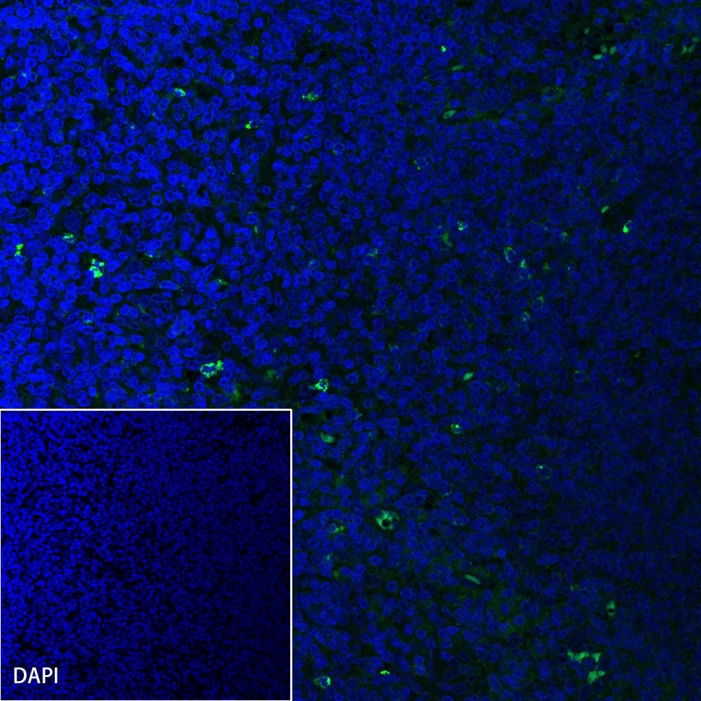LAG3 Recombinant Rabbit mAb (SDT-R159)