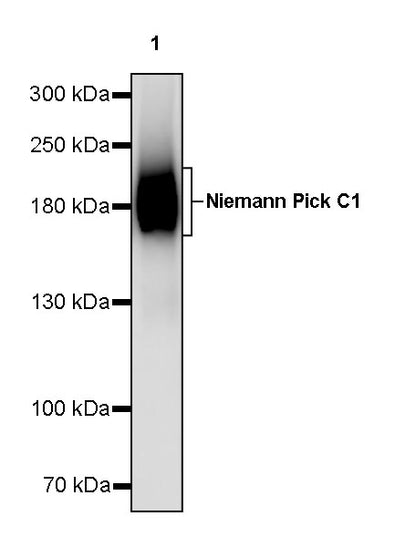 Niemann Pick C1 Recombinant Rabbit mAb (S-5243)