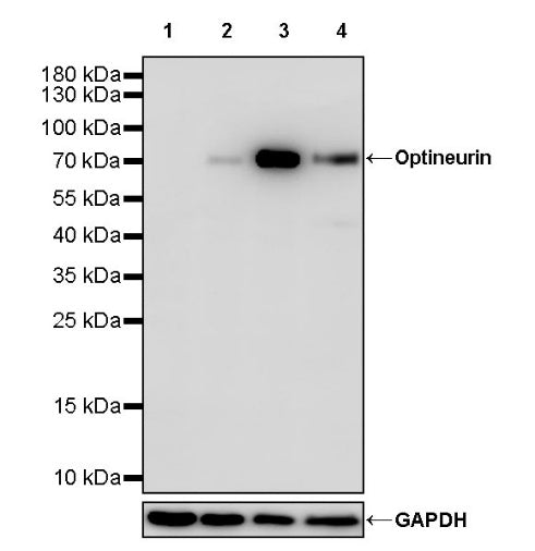 Optineurin Recombinant Rabbit mAb (S-2030-40)