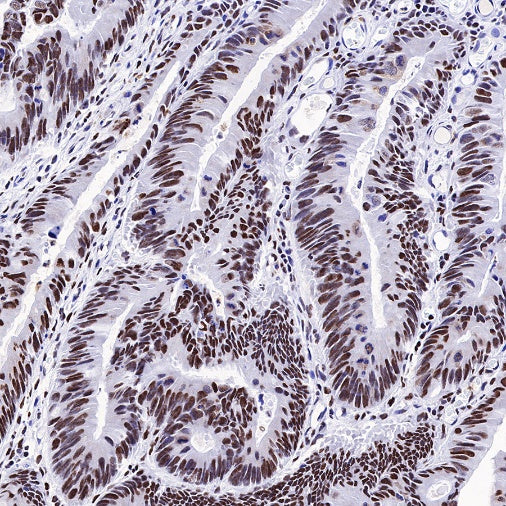 Nog1 Recombinant Rabbit mAb (S-R330)