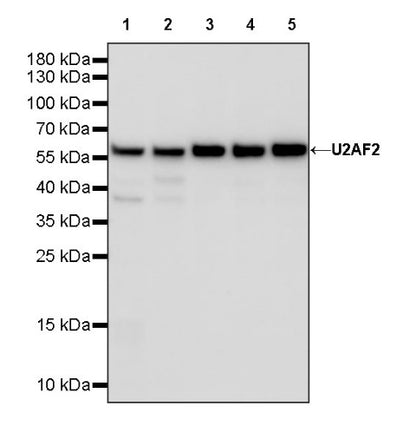 U2AF2 Recombinant Rabbit mAb (S-1324-66)