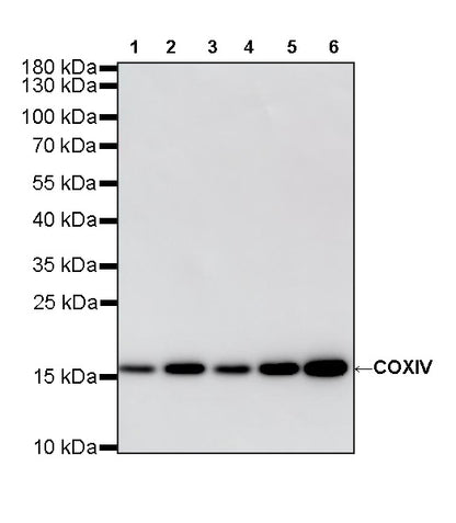COXIV Recombinant Mouse mAb (S-5528)