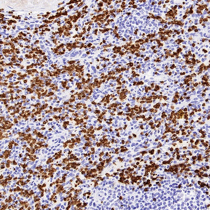 CD235a Recombinant Rabbit mAb (S-3088-3)