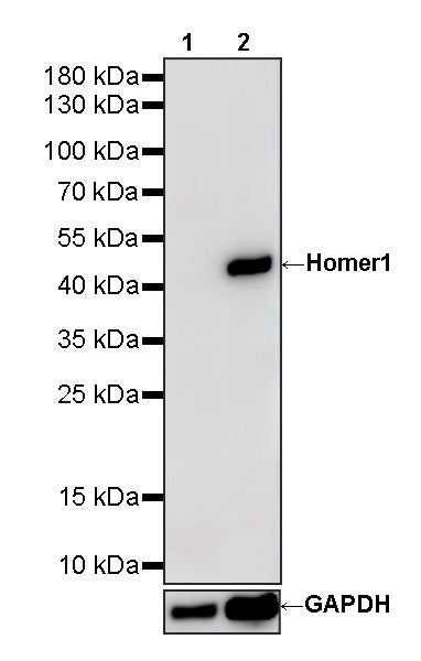 Homer1 Recombinant Rabbit mAb (S-3405-360)