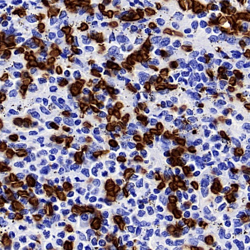 Glycophorin A Recombinant Rabbit mAb (SDT-3349)