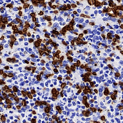 Glycophorin A Recombinant Rabbit mAb (SDT-3349)