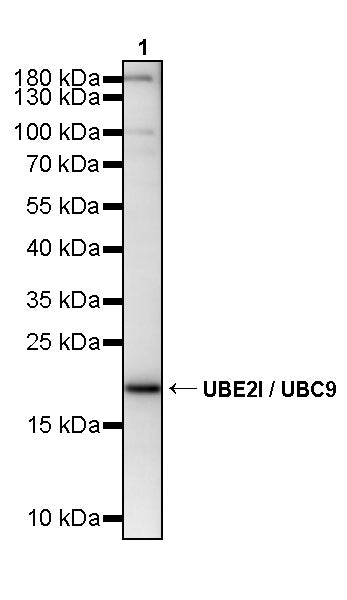 UBE2I / UBC9 Rabbit Polyclonal Antibody