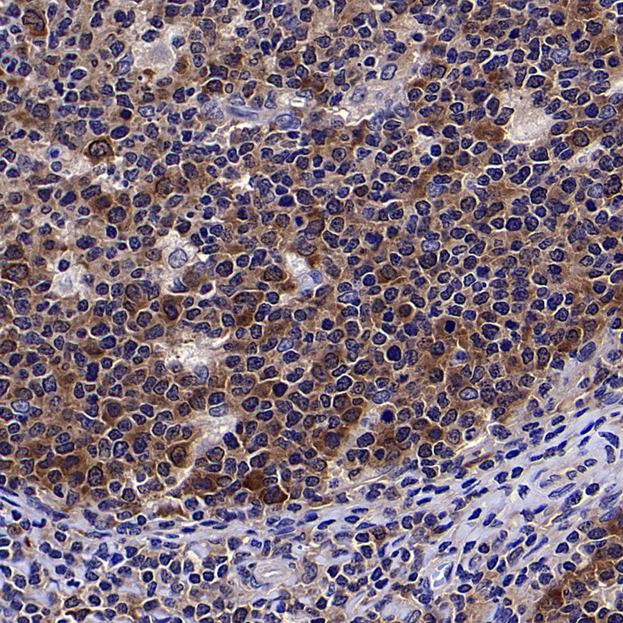 HSP90 Recombinant Mouse mAb (S-5484)