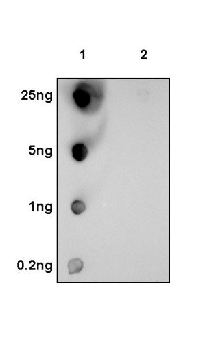 Phospho-mTOR (Ser2448) Recombinant Rabbit mAb (S-705-7)