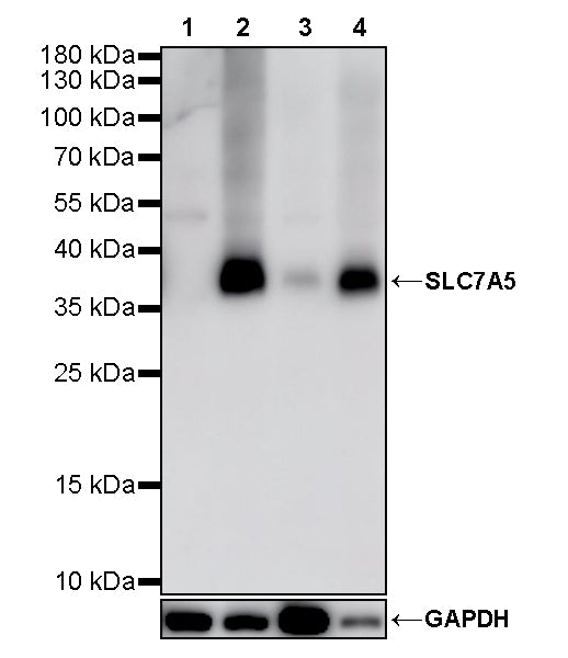 SLC7A5 Recombinant Rabbit mAb (S-4496-55)