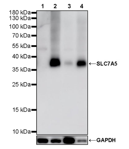 SLC7A5 Recombinant Rabbit mAb (S-4496-55)