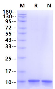 S100B Protein, Human