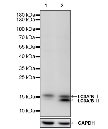 LC3A/B Recombinant Rabbit mAb (S-1367-104)