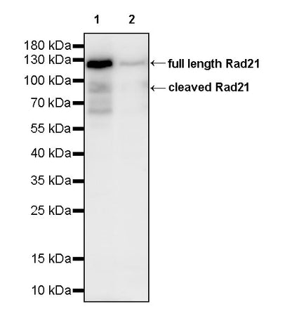 Rad21 Recombinant Rabbit mAb (S-M0006)