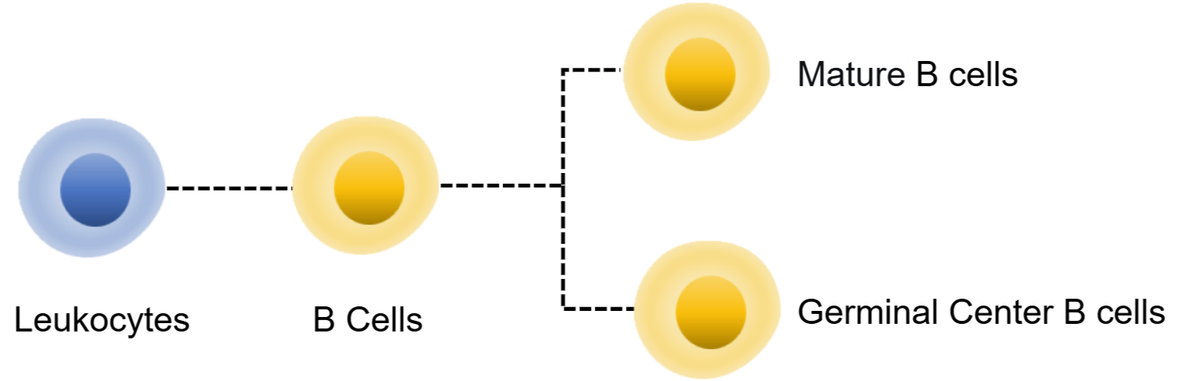 Mouse B Cell Panel Kit (CD19/CD20/CD45R/B220/CD38)