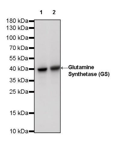Glutamine Synthetase (GS) Recombinant Rabbit mAb (SDT-549-25)