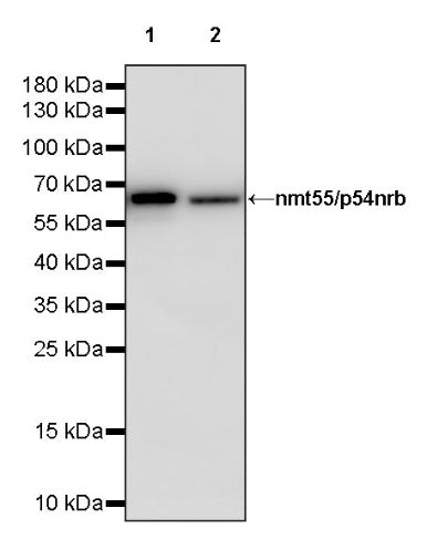 nmt55/p54nrb Recombinant Rabbit mAb (S-1745-48)