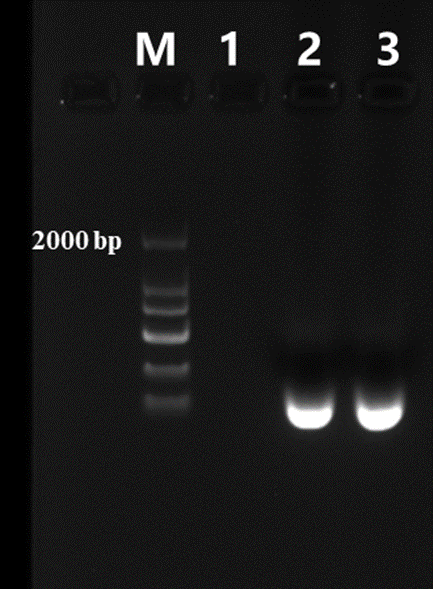 T7 High Yield RNA Synthesis Kit