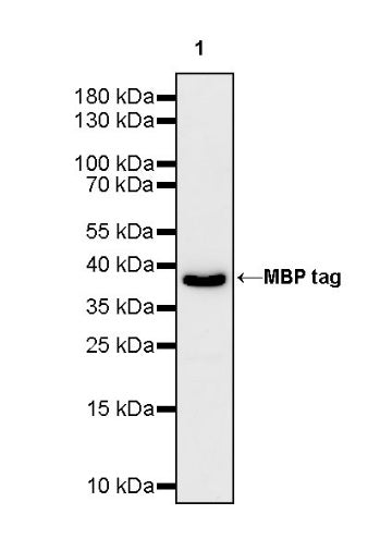 MBP tag Mouse mAb (S-926-1)
