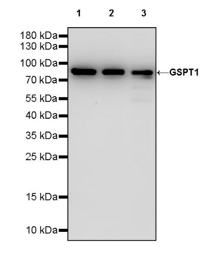 GSPT1 Recombinant Rabbit mAb (S-1914-49)