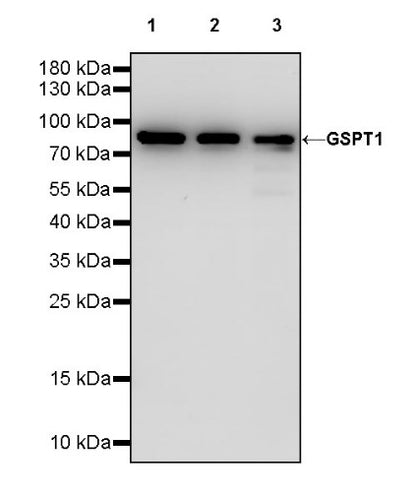 GSPT1 Recombinant Rabbit mAb (S-1914-49)