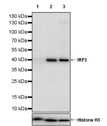 IRF3 Rabbit Polyclonal Antibody