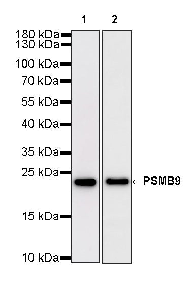 PSMB9 Recombinant Rabbit mAb (S-4183-122)