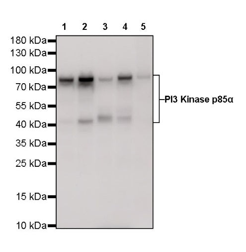 PI3 Kinase p85α Recombinant Rabbit mAb (S-328-24)