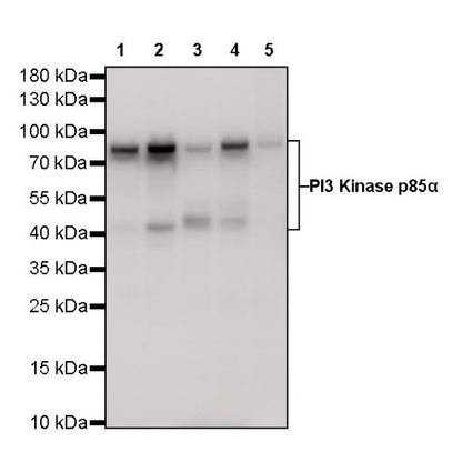 PI3 Kinase p85α Recombinant Rabbit mAb (S-328-24)