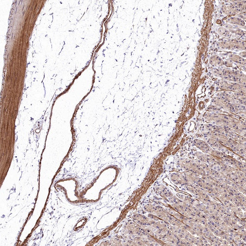 Vinculin Recombinant Mouse mAb (S-916-217)