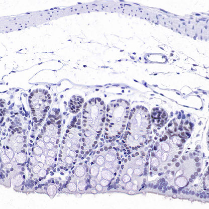 DGCR8 Recombinant Rabbit mAb (S-4082-6)