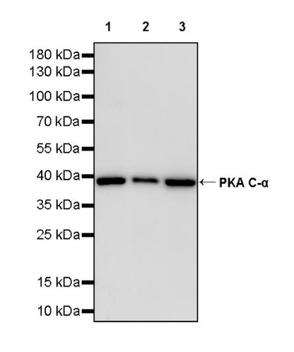 PKA C-α Recombinant Rabbit mAb (S-2564-5)