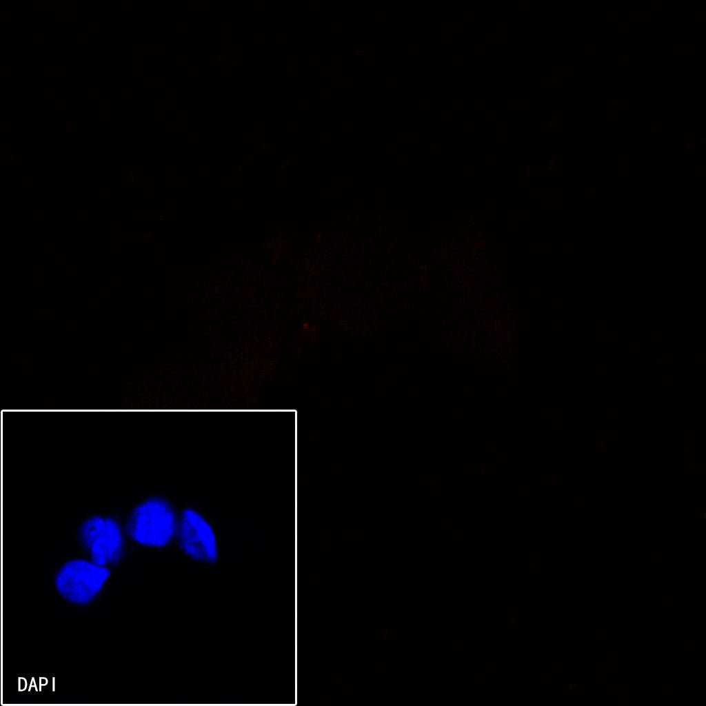 CD13 Mouse mAb (Alexa Fluor® 594 Conjugate) (S-689-37)