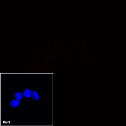 CD13 Mouse mAb (Alexa Fluor® 594 Conjugate) (S-689-37)